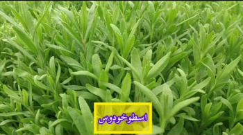 تا تکمیل زنجیره ارزش گیاهان دارویی راهی نمانده است